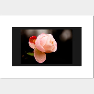 Water Droplets on a Pink Rose Posters and Art